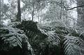 Snow on tree ferns, Sassafras IMG_7658